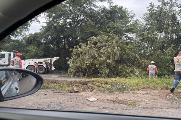Árbol caído genera congestión vehicular en la vía hacia Aracataca