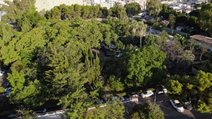 Piden la declaración de BIC de los árboles del Hospital Civil para salvarlos