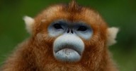 China's rare golden monkeys debut at European zoos, a possible successor to 'panda diplomacy'