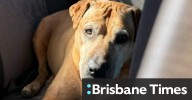 Family demand action after dogs stabbed
