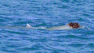 Sea Sponge “Wigs” Help Male Australian Humpback Dolphins To Woo Their Partners