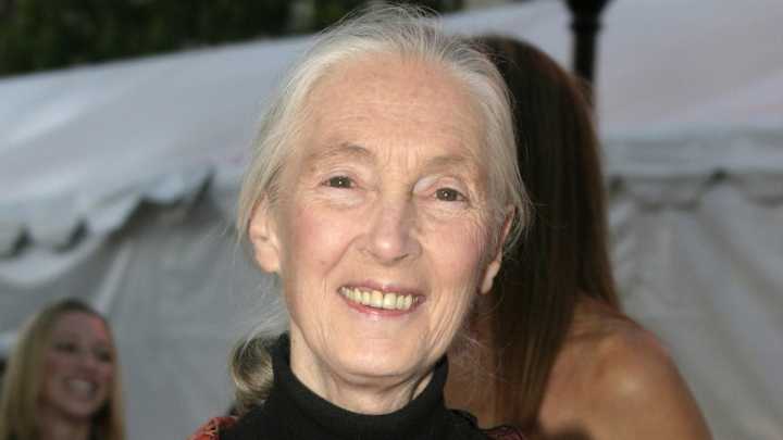 Primatologist And Conservationist Jane Goodall Dead At 91
