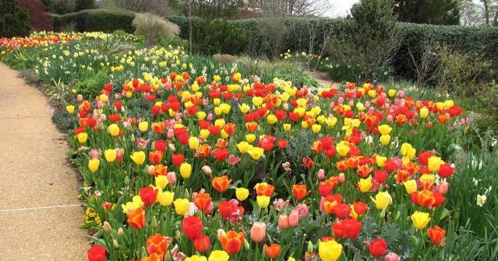 TIMOTHY DALY: Plant spring flowering bulbs now