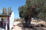 La leyenda de La Ahorcadita revive en el Día de Muertos en Todos Santos