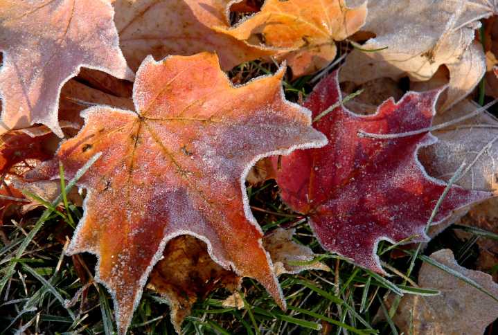 Mass. weather: Frost advisory issued in Mass. Wednesday night as temps drop