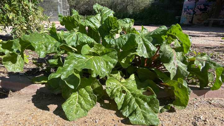 Autumn is a terrific time to plant in the Sonoran Desert region