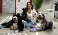 Conoce los beneficios de tener mascotas en el lugar de empleo