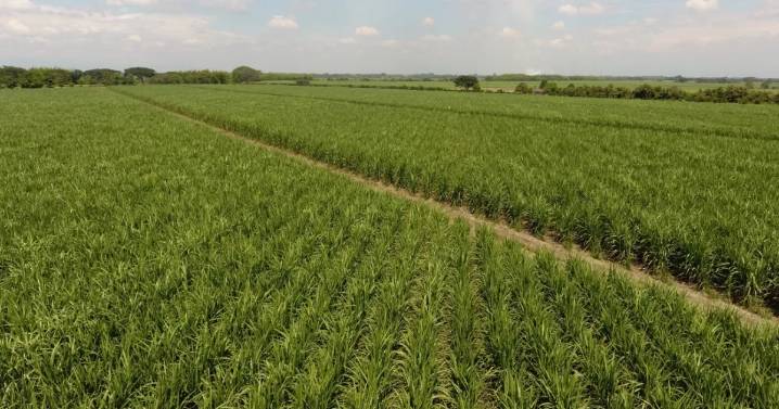 Asocaña defiende al sector cañero: no ha agotado aguas subterráneas en el Valle