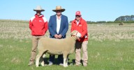 Tattykeel Poll Dorset sale 2025, results, top price, averages