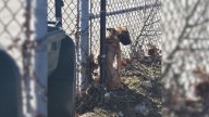Desperate Pup Left At Abandoned Missouri School Finds Comfort And Hope After Rescue