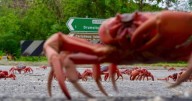 De ladito y al rojo vivo, cangrejos de la isla Navidad pintan las calles