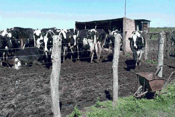 Robaron 43 vaquillas de campo entrerriano