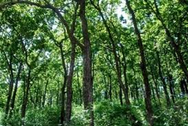 ﻿CM seeks number of fruit trees planted, water holes created