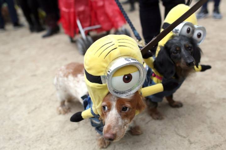Here's how to protect your pets during Halloween
