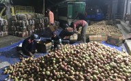 Apple Production Crosses 21 Lakh MTs In Jammu Kashmir, Government Targets Expansion Of Cold Storage Capacity