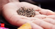 Chewing tobacco causes cancer faster than cigarettes
