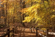 Here are all the best fall foliage trackers to bookmark for peak leaf