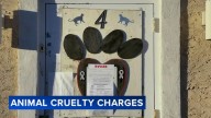 71 cats saved from 'chronic suffering'; CATS Bridge to Rescue director faces cruelty charges