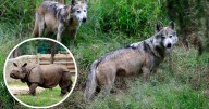 Zoológico de Guadalajara: un ‘arca de Noé’ para especies en peligro de extinción