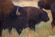 Día Mundial de los Animales: 5 especies clave de México