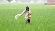 MP Govt Employee Devises Web App To Help Farmers Tide Over Fertiliser Shortage