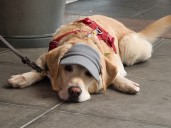 Dear Annie: My friend’s fake service dog vest really bothers me