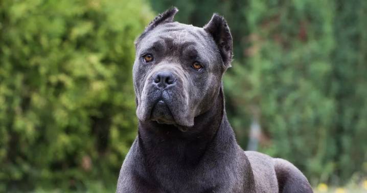 Animal welfare expert fears popular dog breed could be next to face UK ban