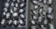 Two women 'smuggle 68 tortoises tied to their legs' under skirts in customs blunder