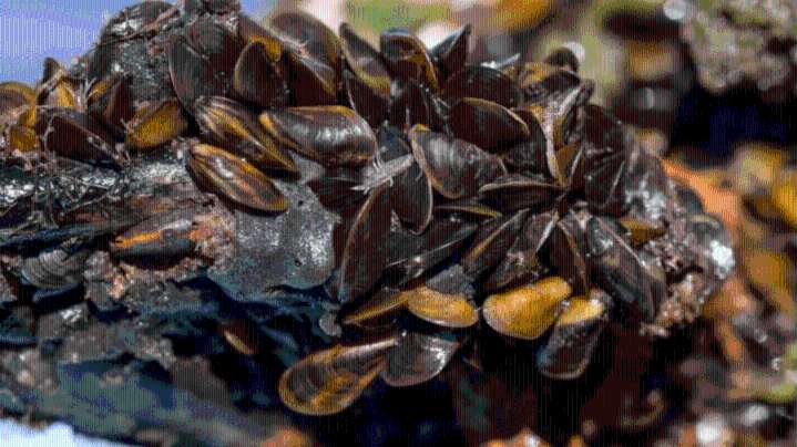 72 boats with invasive species intercepted before entering Lake Tahoe