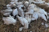 Conservation officers investigating after 142 birds dumped southeast of Saskatoon