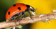 UK households told how to get ladybirds out of house as England 'invaded'
