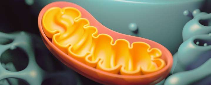 Mitochondria Dump Their Rubbish DNA, And It Could Be Costing Us Our Health
