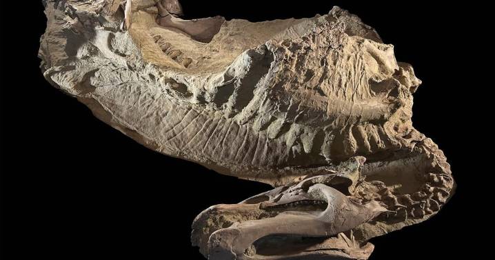 Rare dinosaur mummies help scientists recreate their prehistoric lives