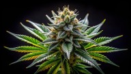 Hayward planning officials vote down use permit for cannabis dispensary