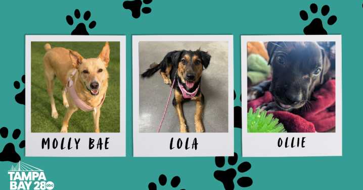 Rescues in Action: Molly Bae, Lola, and Ollie