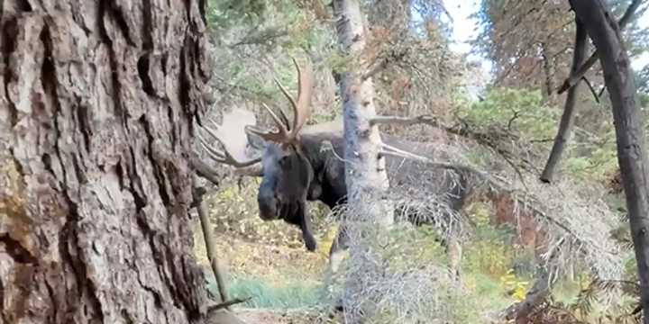 VIDEO: Hiker hides behind tree to avoid moose encounter in Glacier National Park