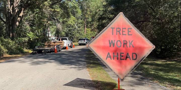‘Check your treetops’: Experts say drought is causing more trees to fall