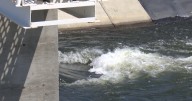 Department of Ecology issues unprecedented surface water use halt amid severe drought