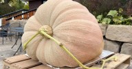 Montana teen grows huge pumpkin