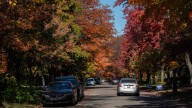 Should you rake your leaves? What experts say about fall cleanup
