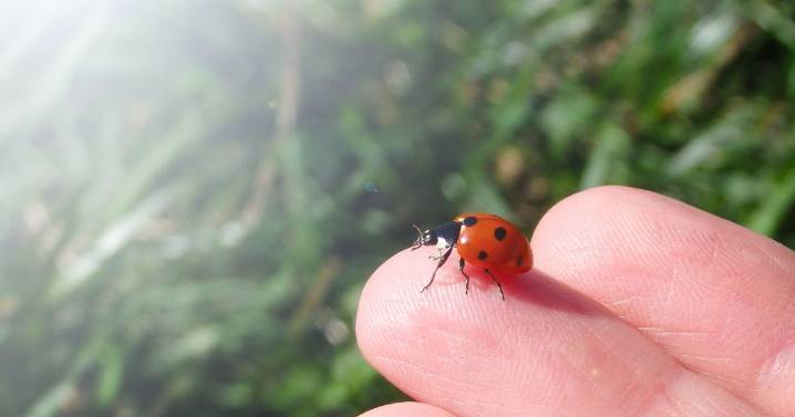 Experts explain why ladybirds are 'swarming' the UK this week