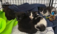 North Kingstown Animal Control scoops up four kittens found by highway