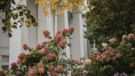 Ish Kamran, experto en plantas: "El otoño no es el fin del jardín. Con estrategias simples puedes tener flores todo el año"