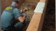 Horror en Ordes: 250 cadáveres de aniamales en un criadero ilegal de Mesón do Vento