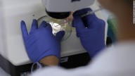 Científicos crean óvulos fertilizables con células de la piel