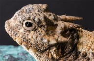 Uno de los animales más extraños del planeta vive en Estados Unidos: se infla hasta el doble de su tamaño, su piel está llena de púas y expulsa sangre tóxica por los ojos