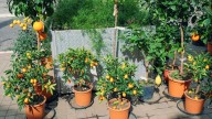 No son solo comida: los beneficios de las frutas que no conocías y por qué conviene cultivarlas en casa