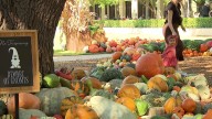 NorthPark Center Pumpkin Patch is both a photo op and a fundraiser