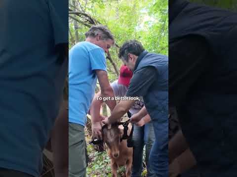 Popular island overrun by invasive plants until hungry goats brought in #shorts