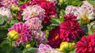 Can You Cut Back Dahlias Now? What To Do For Better Blooms